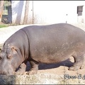 zoo frejus - Artiodactyles - Hippopotame - 012