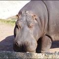zoo frejus - Artiodactyles - Hippopotame - 013