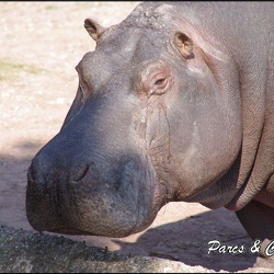zoo frejus - Artiodactyles - Hippopotame