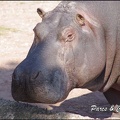 zoo frejus - Artiodactyles - Hippopotame - 014
