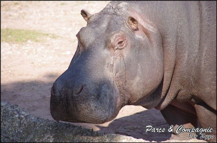 zoo frejus - Artiodactyles - Hippopotame - 014