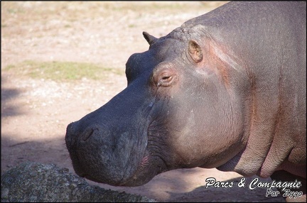 zoo frejus - Artiodactyles - Hippopotame - 015