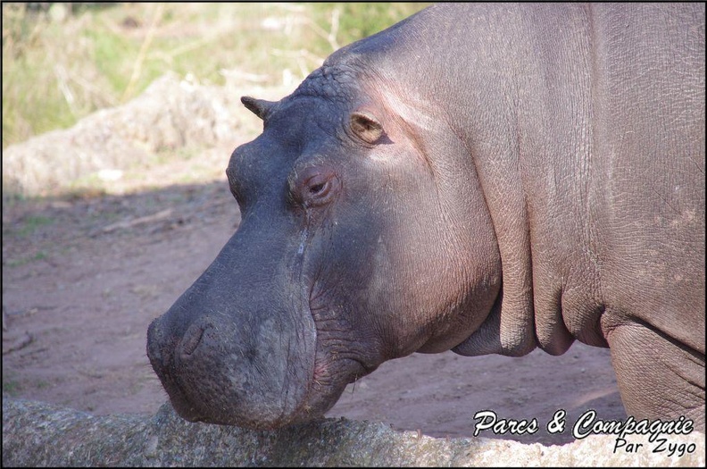 zoo_frejus_-_Artiodactyles_-_Hippopotame_-_016.jpg