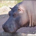 zoo frejus - Artiodactyles - Hippopotame - 016