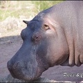 zoo frejus - Artiodactyles - Hippopotame - 017