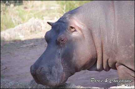 zoo frejus - Artiodactyles - Hippopotame - 017