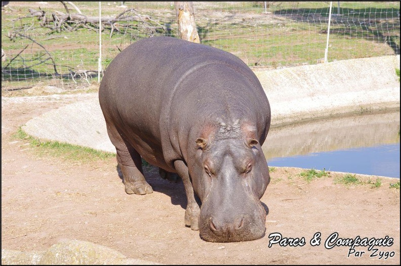 zoo_frejus_-_Artiodactyles_-_Hippopotame_-_018.jpg