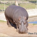zoo frejus - Artiodactyles - Hippopotame - 018