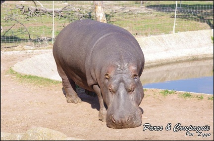zoo frejus - Artiodactyles - Hippopotame - 018