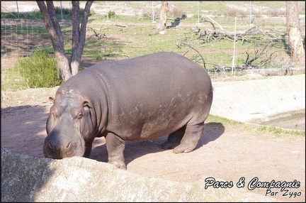 zoo frejus - Artiodactyles - Hippopotame - 019