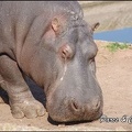 zoo frejus - Artiodactyles - Hippopotame - 020