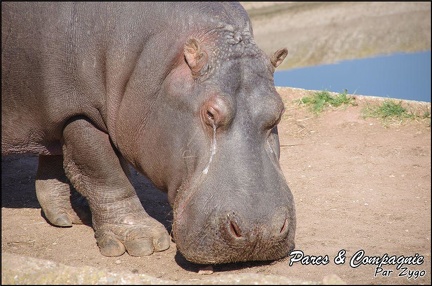zoo frejus - Artiodactyles - Hippopotame - 020
