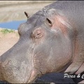 zoo frejus - Artiodactyles - Hippopotame - 021