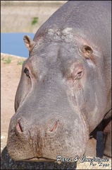 zoo frejus - Artiodactyles - Hippopotame - 022