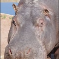 zoo frejus - Artiodactyles - Hippopotame - 022