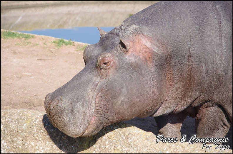 zoo_frejus_-_Artiodactyles_-_Hippopotame_-_023.jpg