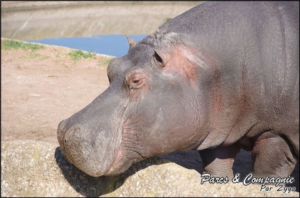 zoo frejus - Artiodactyles - Hippopotame - 023
