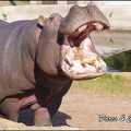 zoo frejus - Artiodactyles - Hippopotame - 024