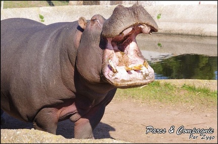 zoo frejus - Artiodactyles - Hippopotame - 024