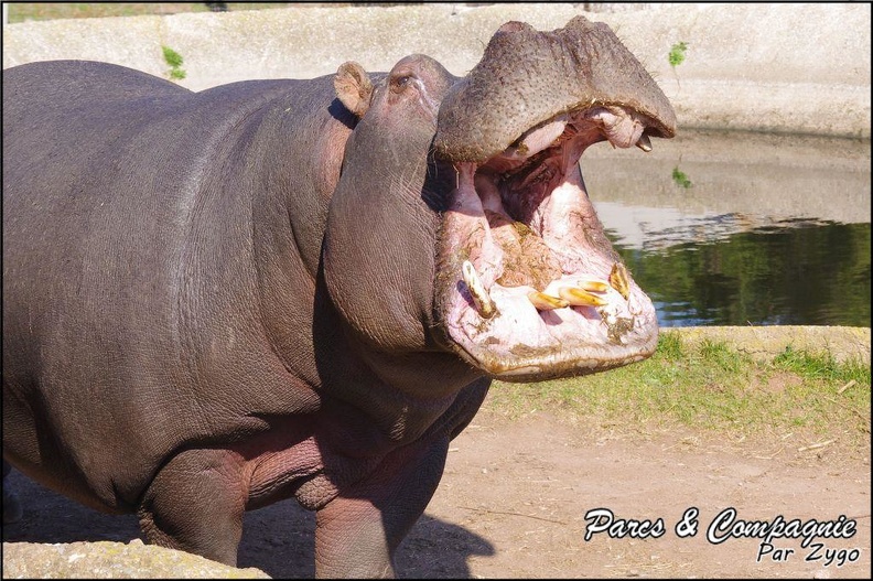 zoo_frejus_-_Artiodactyles_-_Hippopotame_-_025.jpg