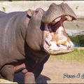 zoo frejus - Artiodactyles - Hippopotame - 025