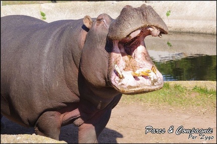 zoo frejus - Artiodactyles - Hippopotame - 025
