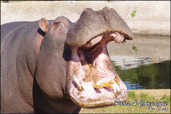 zoo frejus - Artiodactyles - Hippopotame - 026