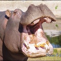zoo frejus - Artiodactyles - Hippopotame - 026