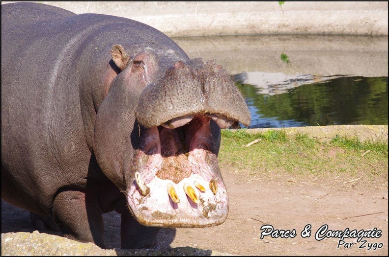 zoo frejus - Artiodactyles - Hippopotame - 027