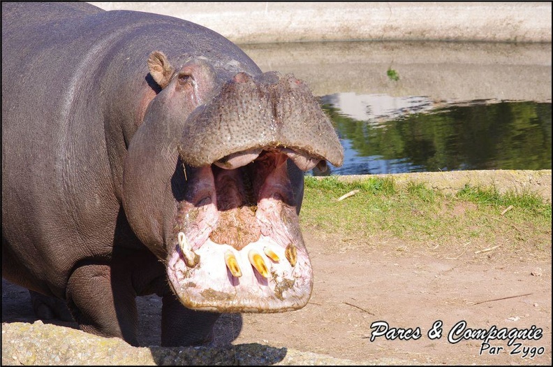 zoo frejus - Artiodactyles - Hippopotame - 028