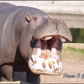 zoo frejus - Artiodactyles - Hippopotame - 029