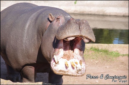 zoo frejus - Artiodactyles - Hippopotame - 029