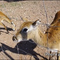 zoo frejus - Artiodactyles - Mouflons de Corse - 037