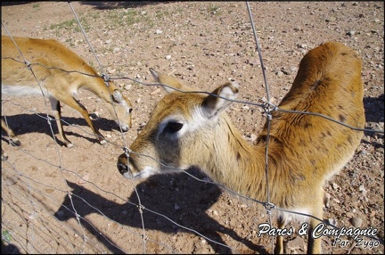 zoo frejus - Artiodactyles - Mouflons de Corse - 037