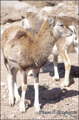 zoo frejus - Artiodactyles - Mouflons de Corse - 038