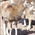 zoo frejus - Artiodactyles - Mouflons de Corse - 038