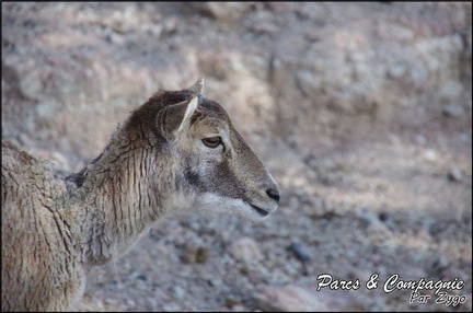 zoo frejus - Artiodactyles - Mouflons de Corse - 039