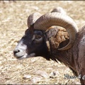 zoo frejus - Artiodactyles - Mouflons de Corse - 040