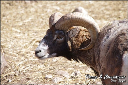 zoo frejus - Artiodactyles - Mouflons de Corse - 040