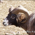 zoo frejus - Artiodactyles - Mouflons de Corse - 041