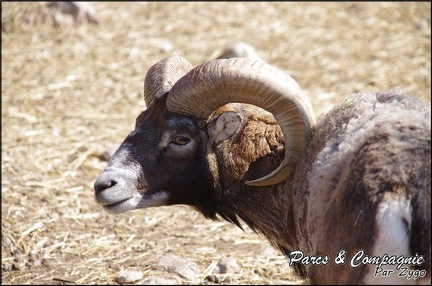 zoo frejus - Artiodactyles - Mouflons de Corse - 041