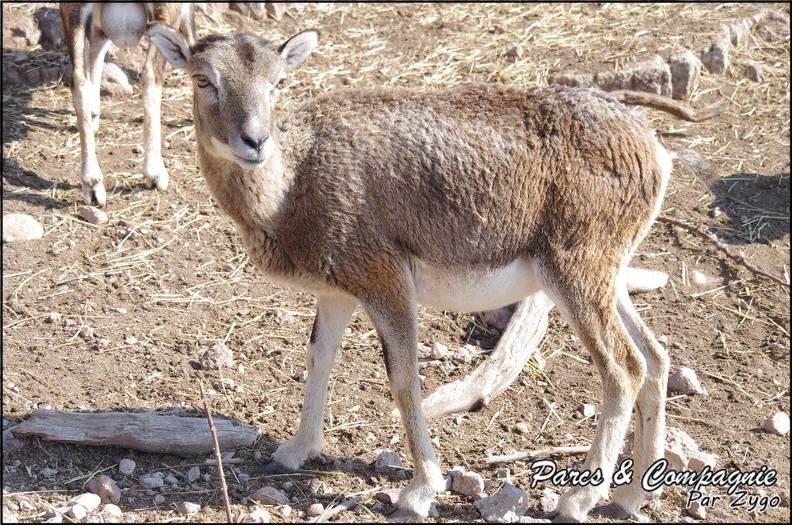 zoo frejus - Artiodactyles - Mouflons de Corse - 042