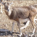 zoo frejus - Artiodactyles - Mouflons de Corse - 042