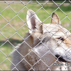 zoo frejus - Carnivores - Loup