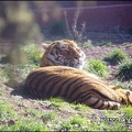 zoo frejus - Carnivores - Tigres - 062