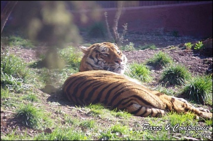 zoo frejus - Carnivores - Tigres - 062