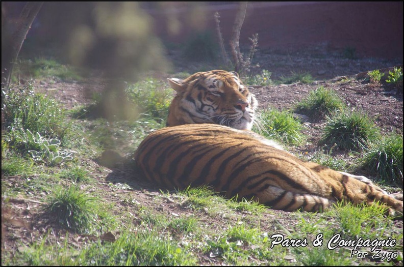 zoo_frejus_-_Carnivores_-_Tigres_-_063.jpg