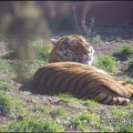 zoo frejus - Carnivores - Tigres - 063