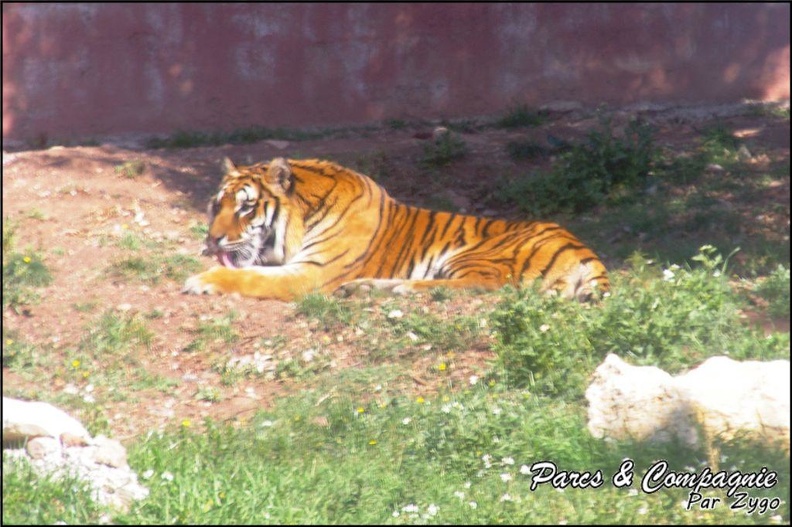 zoo_frejus_-_Carnivores_-_Tigres_-_064.jpg