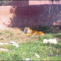 zoo frejus - Carnivores - Tigres - 065
